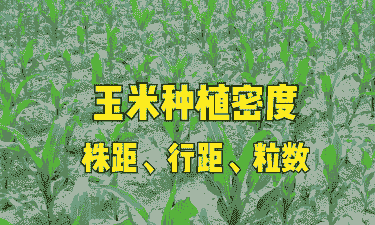 鼎湖区玉米种植户有多少