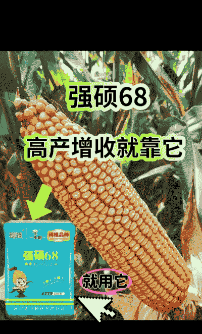 玉米种子哪家比较好种植