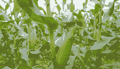 山东糯香玉米种植基地有哪些