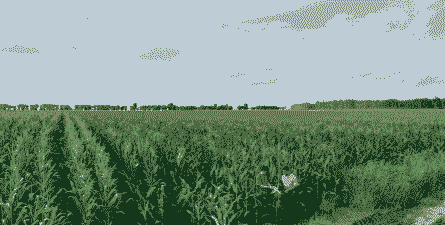 东北玉米种植场在哪里啊