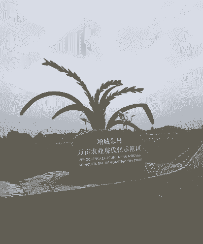 增城丝苗玉米种植时间和地点