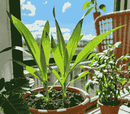 玉米种植阳台好不好种活