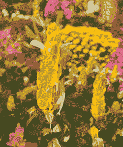 黄玉米种植什么花好养殖