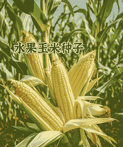 三明水果玉米种植基地在哪里