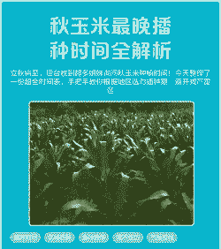 黑龙江秋玉米种植时间和地点