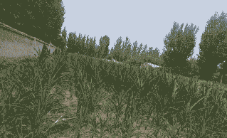 玉米种植一茬浇几次水好