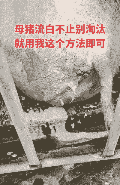 母猪生产后如何排恶露