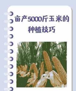 甜玉米种植一亩种多少棵