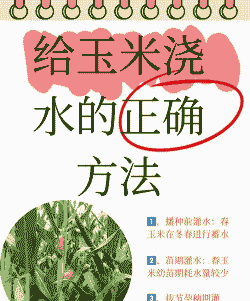 玉米种植多久淋水一次好