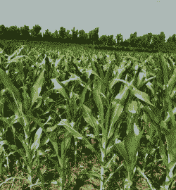 张家口玉米种植几茬了啊