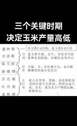 玉米种植到收获要多长时间