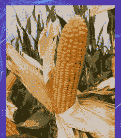 最适合山东种植的玉米种