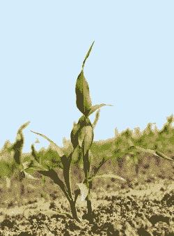 玉米种植一亩地多少颗苗