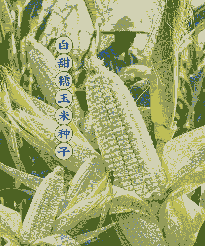 玉米种哪一个最好种植