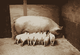 母猪生产后喂什么最好