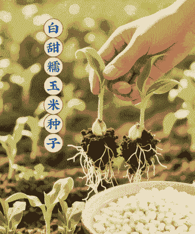 哪一款玉米种子好种植