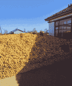 五常市的玉米种植面积