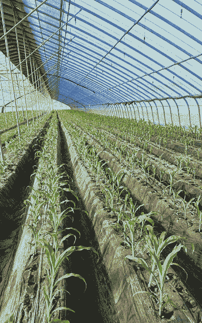 柳州市甜玉米种植基地在哪里