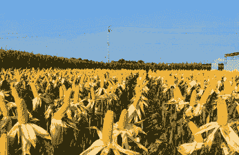 山东省种植那种玉米种好