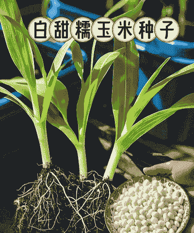 白甜糯玉米种子如何种植