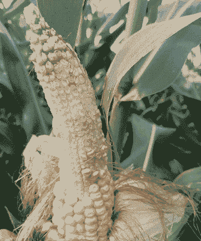 适应河南省种植的玉米种