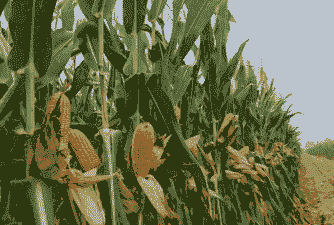 南阳十大玉米种植地区有哪些