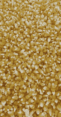 适应四川种植的玉米种子