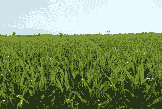 玉米种植地特点是什么样的