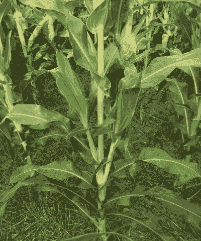 四川长穗玉米种植基地在哪里