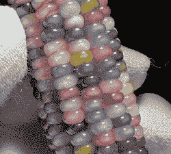 七彩玉米种子怎么样种植