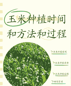 四川秋甜玉米种植时间表