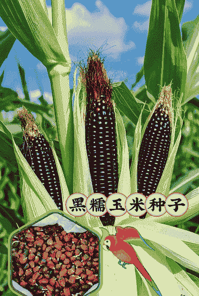 适合黑龙江种植的早熟玉米种子