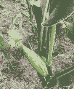 六月份玉米种植什么品种