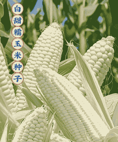 四季能种植的玉米种子品种