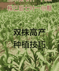 玉米种植种一棵还是两颗