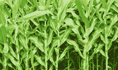 适合八月种植的玉米种