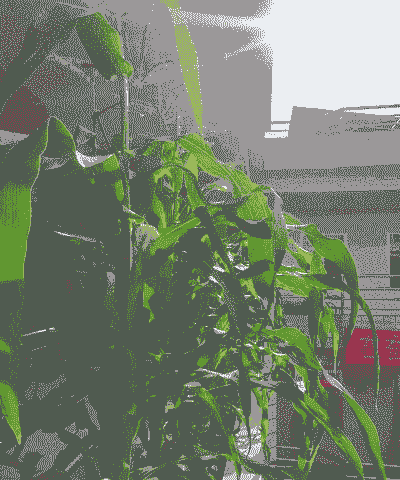 玉米种植一棵留几棒苗好