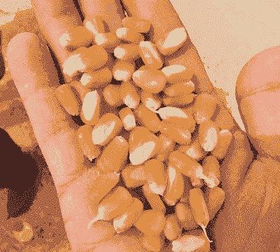 适宜四川省种植玉米种子