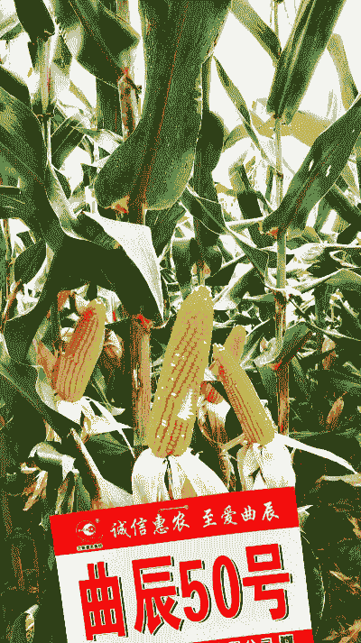 适合滦平县种植抗旱的玉米种子