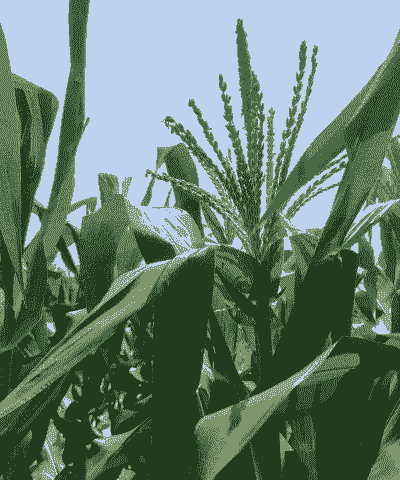 玉米种植一个月就开花了