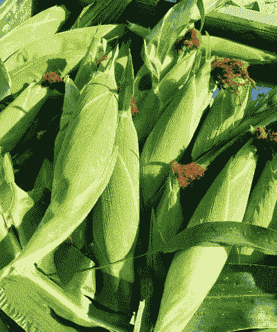 适合山东种植的甜糯玉米种有哪些