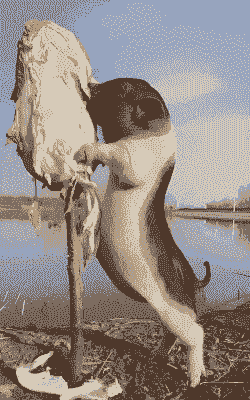 母猪产后吃大白菜