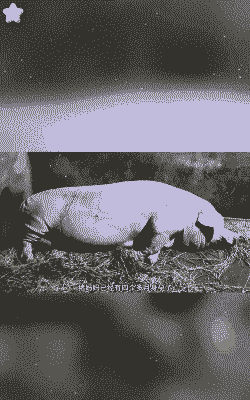 初产母猪生产后哆嗦