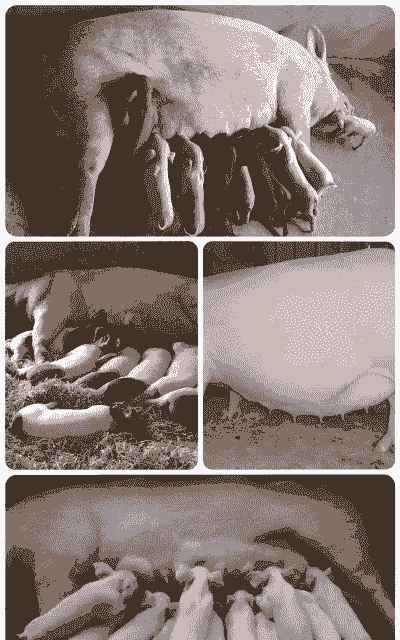 母猪产后多久吃饭正常呢