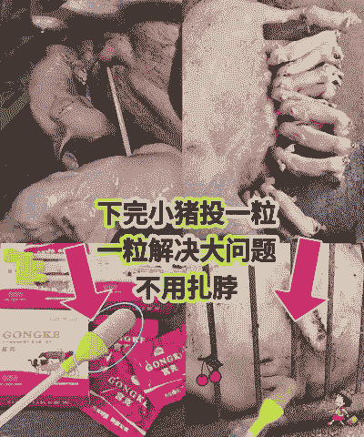 母猪产后用什么洗阴