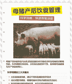 母猪产后瘦应该吃什么