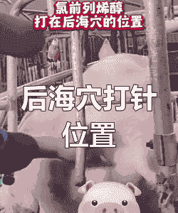 母猪产后四针怎么打针