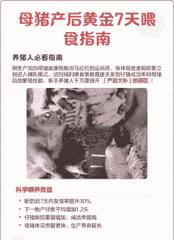 母猪产后多少天不喂食