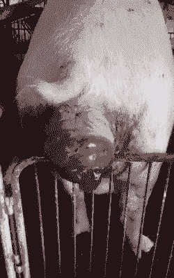 母猪产后子宫脱出症状