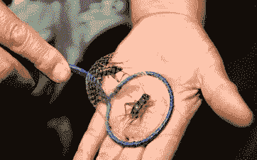 养花会有蟋蟀吗 养花会有蟋蟀吗